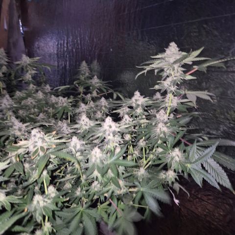 Apple crumble Ben growlog timeline photo