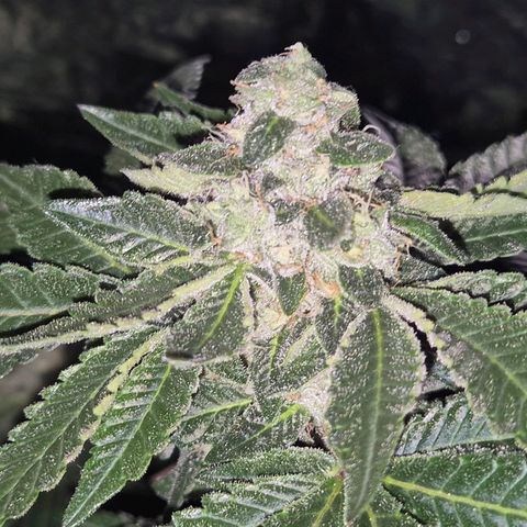 Apple crumble Ben growlog timeline photo