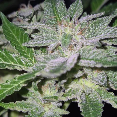 Moby 🍆  growlog timeline photo