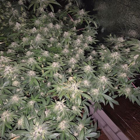Apple crumble Ben growlog timeline photo