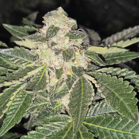Apple crumble Ben growlog timeline photo