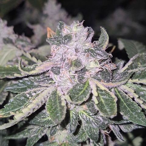 Apple crumble Ben growlog timeline photo