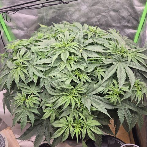 Moby 🍆  growlog timeline photo