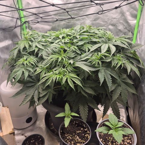 Moby 🍆  growlog timeline photo