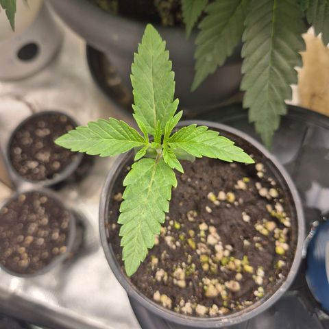 Ice cream cake 🍰 & permanent marker🖊(65-73bt) growlog timeline photo