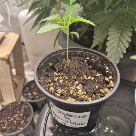 Ice cream cake 🍰 & permanent marker🖊(65-73bt) growlog timeline photo