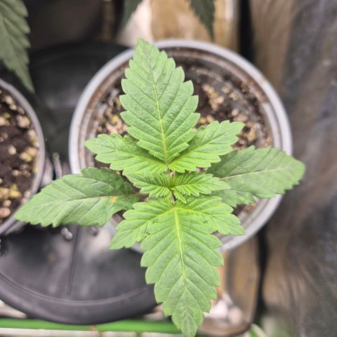 💚Bubba kush 🦝 (56-63 BT) growlog timeline photo