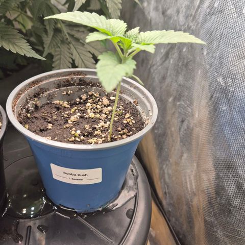 💚Bubba kush 🦝 (56-63 BT) growlog timeline photo