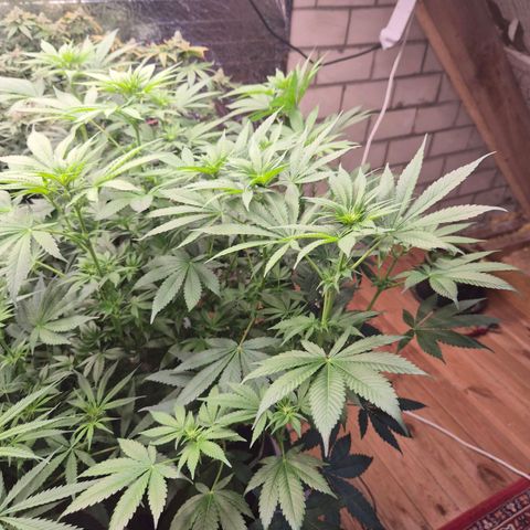 Biscotti (56-70bt) growlog timeline photo