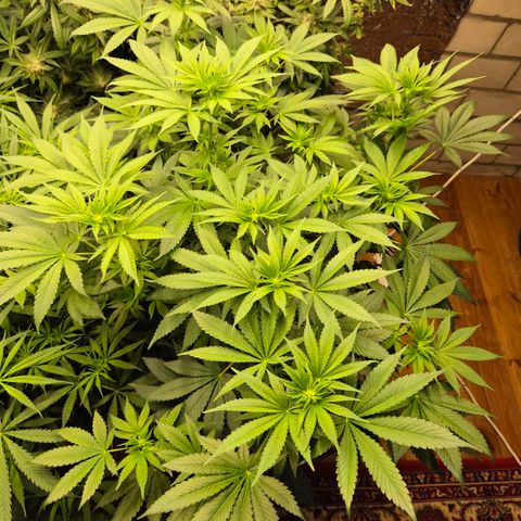Biscotti (56-70bt) growlog timeline photo