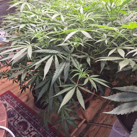 Afghani #1 (45-50bt) growlog timeline photo