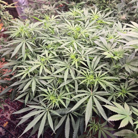 Afghani #1 (45-50bt) growlog timeline photo