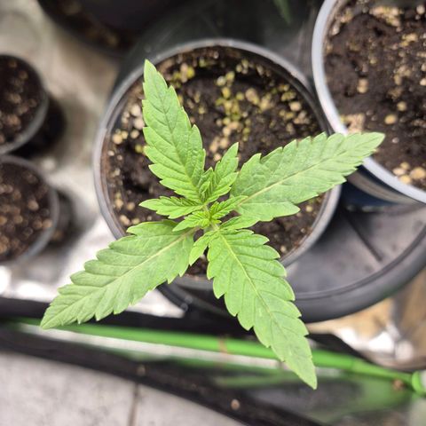 Ice cream cake 🍰 & permanent marker🖊(65-73bt) growlog timeline photo