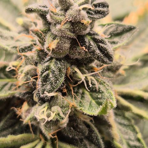 Apple crumble Ben growlog timeline photo