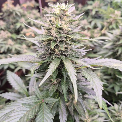 Moby 🍆  growlog photo: Legt ordentlich zu