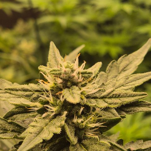 Gorilla Zkittles Auto anna growlog timeline photo