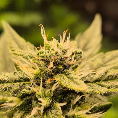 Gorilla Zkittles Auto anna growlog timeline photo