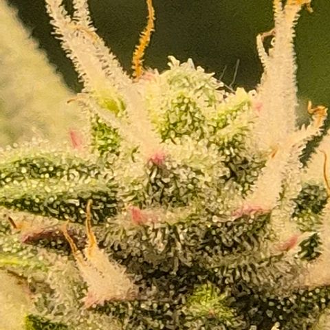 Gorilla Zkittles Auto anna growlog timeline photo