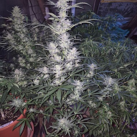 Gorilla Zkittles Auto anna growlog timeline photo