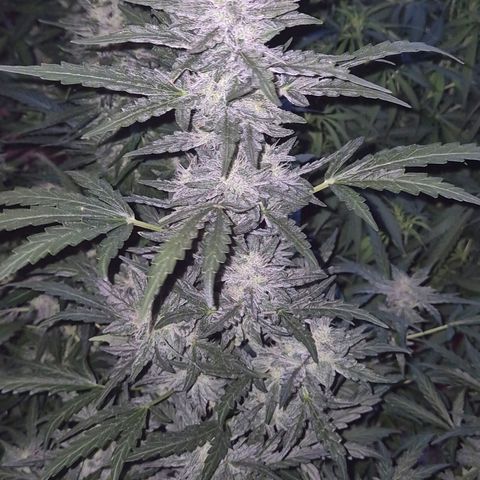 Gorilla Zkittles Auto anna growlog timeline photo