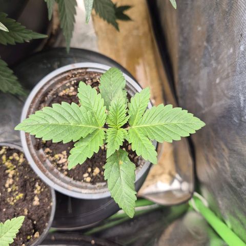 💚Bubba kush 🦝 (56-63 BT) growlog timeline photo