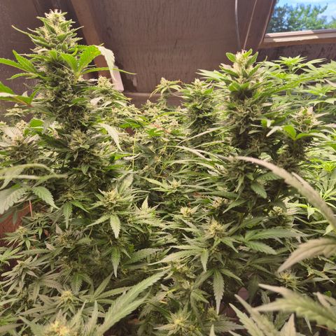Moby 🍆  growlog photo: Legt ordentlich zu