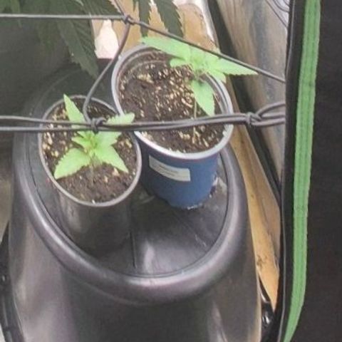 Ice cream cake 🍰 & permanent marker🖊(65-73bt) growlog timeline photo