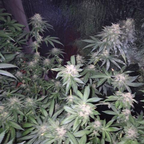 Moby 🍆  growlog timeline photo