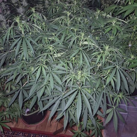 Afghani #1 (45-50bt) growlog timeline photo