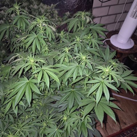 Biscotti (56-70bt) growlog timeline photo