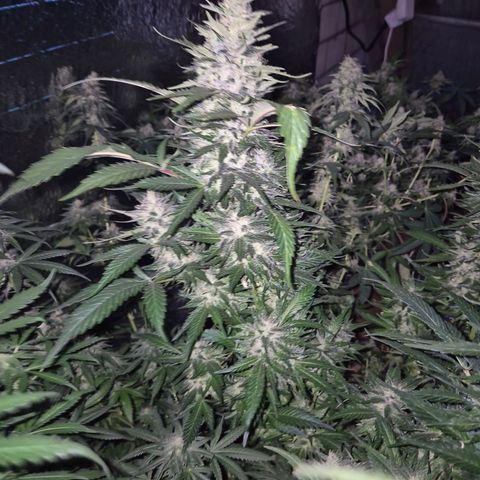 Moby 🍆  growlog timeline photo