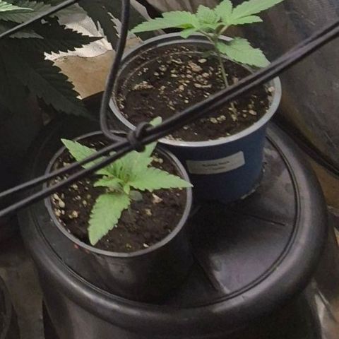 Ice cream cake 🍰 & permanent marker🖊(65-73bt) growlog timeline photo