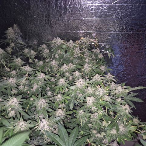 Apple crumble Ben growlog timeline photo