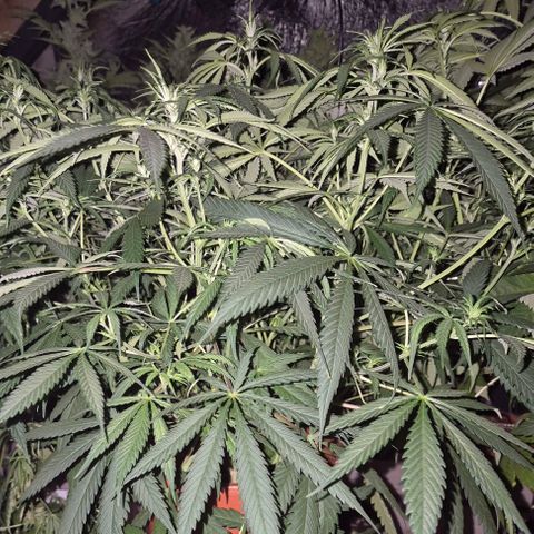 Afghani #1 (45-50bt) growlog timeline photo