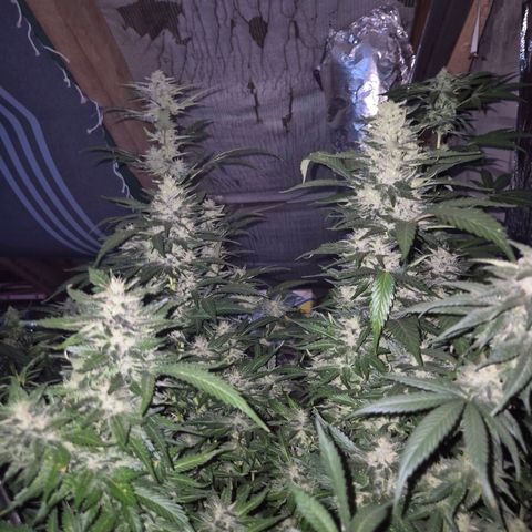 Moby 🍆  growlog timeline photo