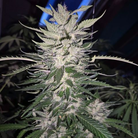 Moby 🍆  growlog timeline photo