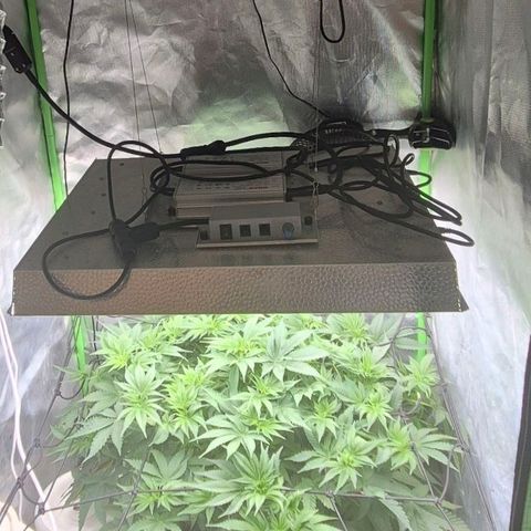 WTF- Königin Mimosa evo 👑👑👑 (65-70bt) growlog timeline photo