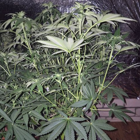 Biscotti (56-70bt) growlog timeline photo