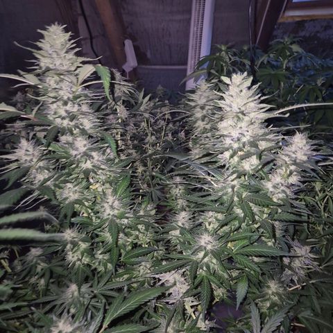 Moby 🍆  growlog timeline photo