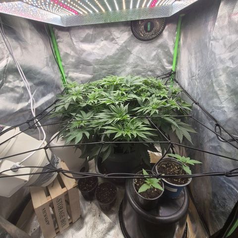 WTF- Königin Mimosa evo 👑👑👑 (65-70bt) growlog timeline photo