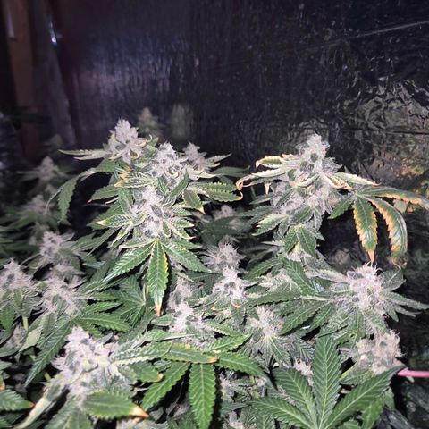 Moby 🍆  growlog timeline photo