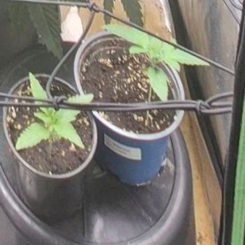 💚Bubba kush 🦝 (56-63 BT) growlog timeline photo