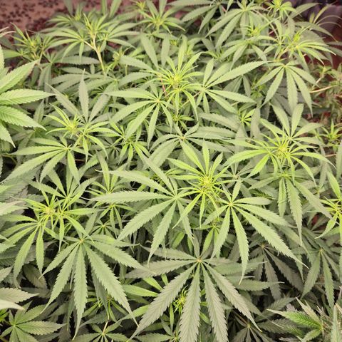 Afghani #1 (45-50bt) growlog timeline photo