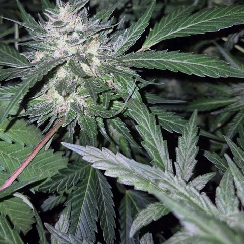 Moby 🍆  growlog timeline photo