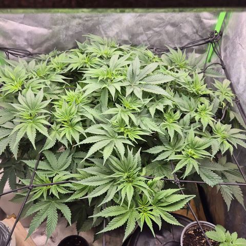 WTF- Königin Mimosa evo 👑👑👑 (65-70bt) growlog timeline photo
