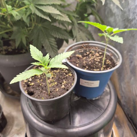 Ice cream cake 🍰 & permanent marker🖊(65-73bt) growlog timeline photo