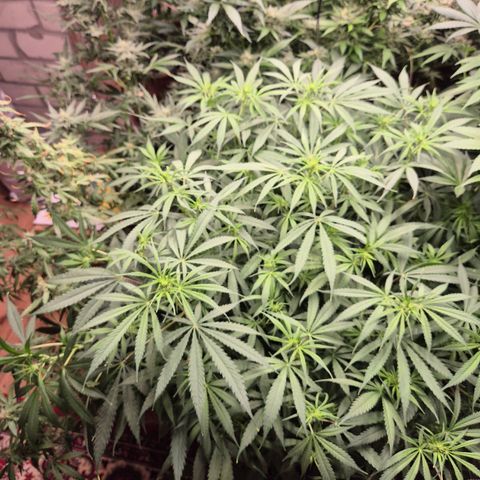 Afghani #1 (45-50bt) growlog timeline photo