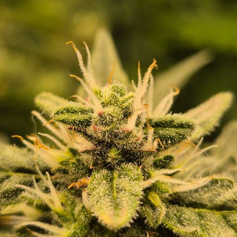 Gorilla Zkittles Auto anna growlog timeline photo