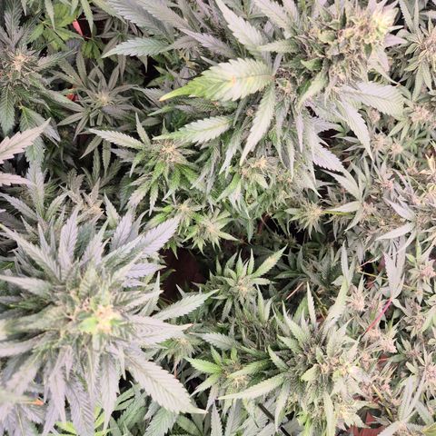 Moby 🍆  growlog photo: Legt ordentlich zu