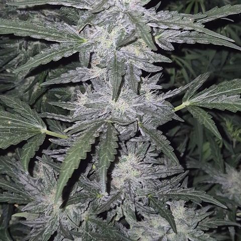 Gorilla Zkittles Auto anna growlog timeline photo